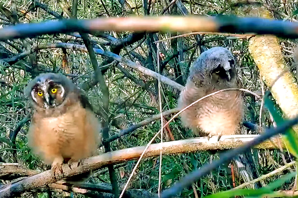 long eared owl chicks