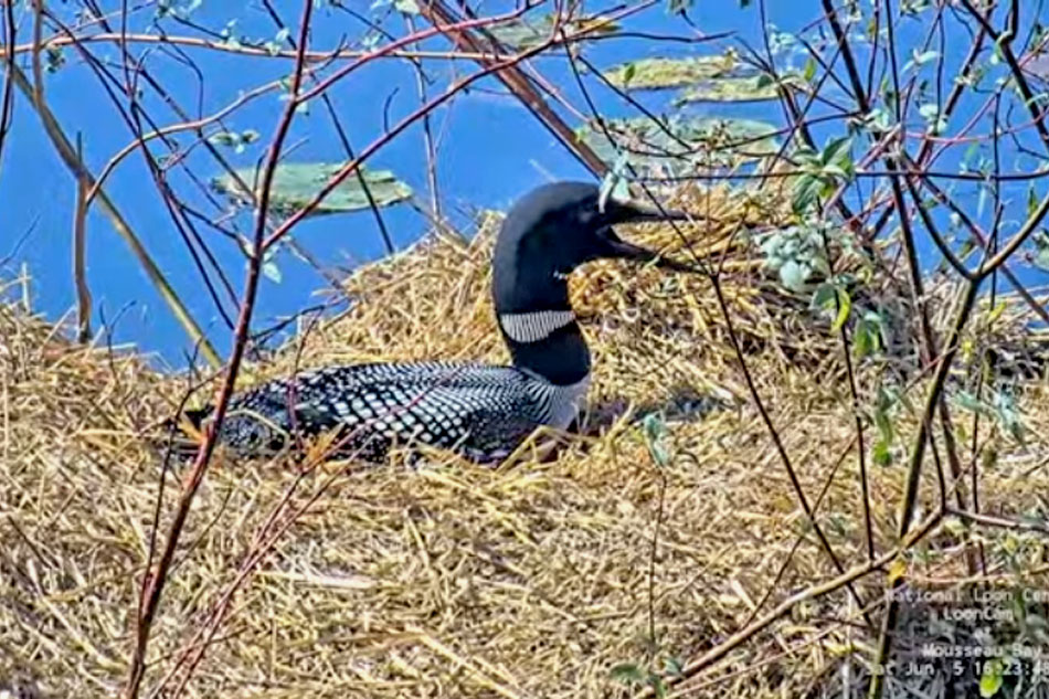 a nesting loon