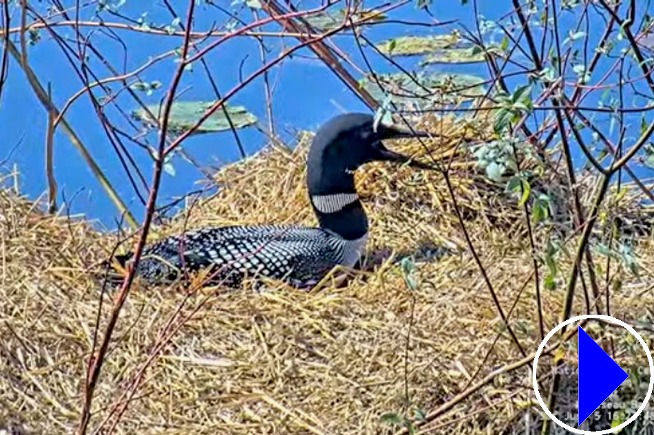 common loon on a nest