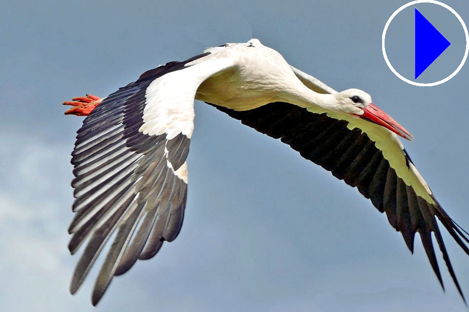 european stork in flight