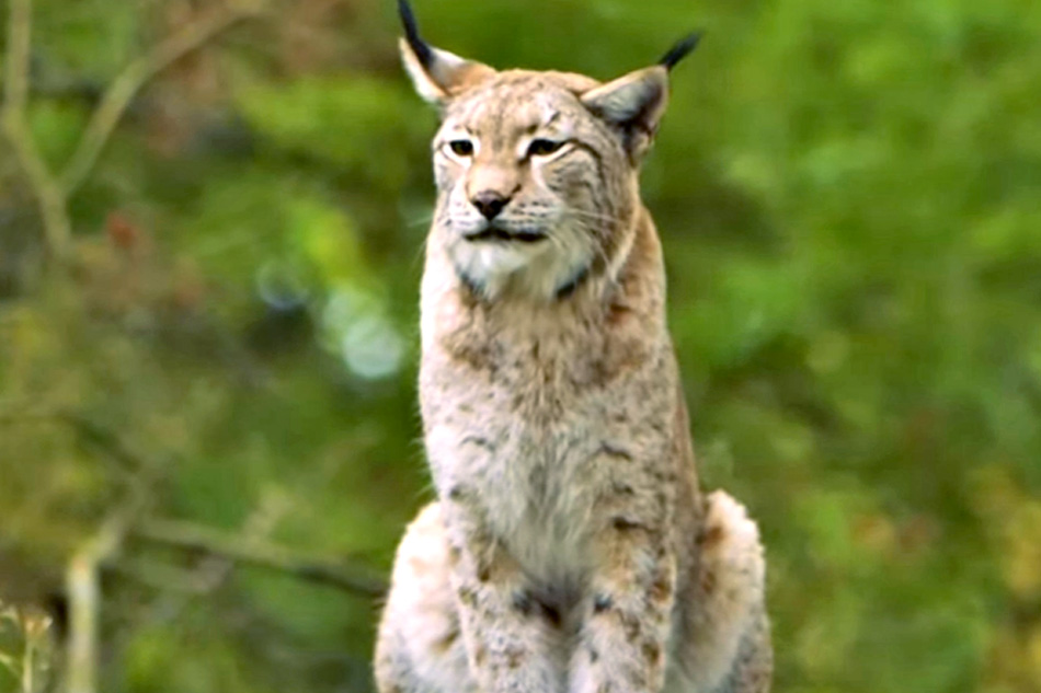 eurasian lynx