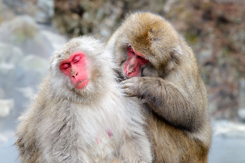 snow monkeys grooming