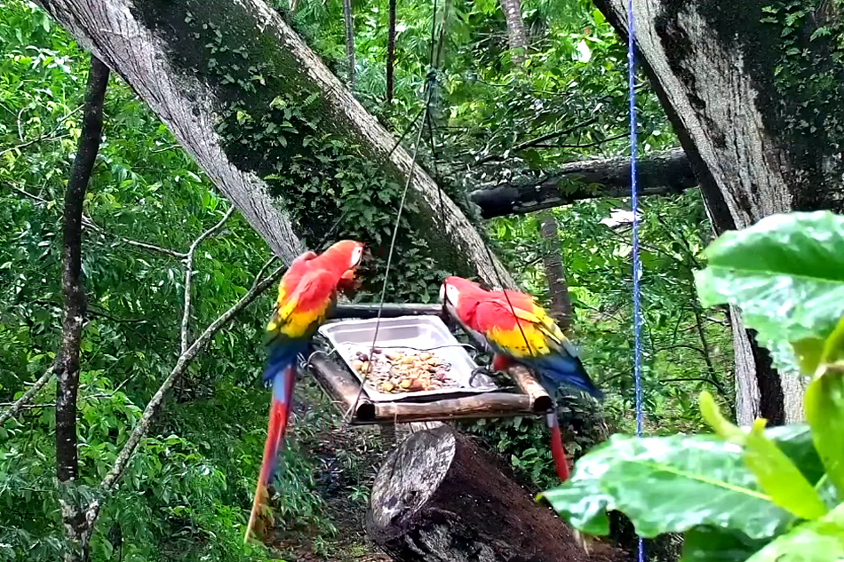 macaws in costa rica at a feeding platform