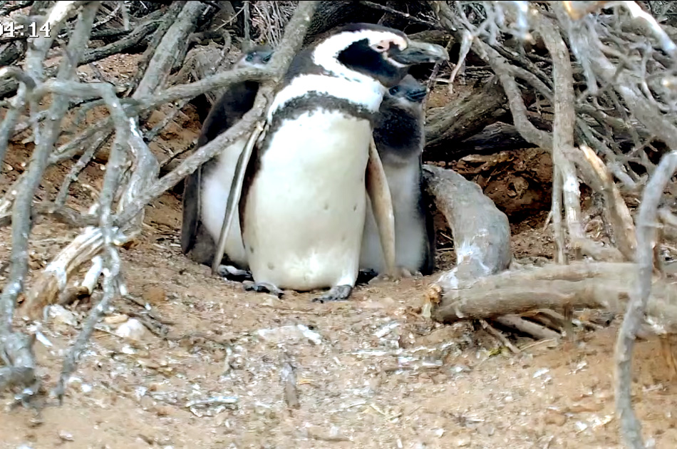 magellanic penguin at its nest