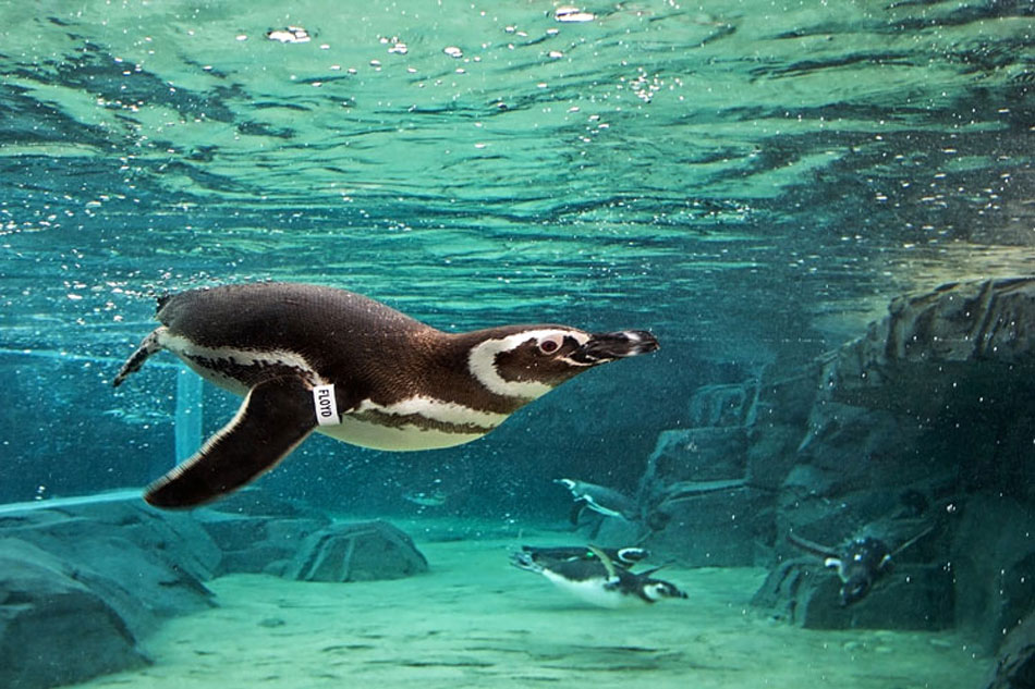 magellanic penguin underwater