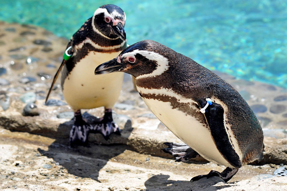 magellanic penguins