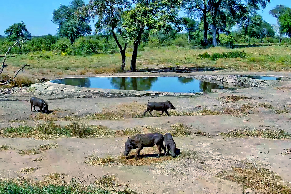 water hole in majete wildlife reserve