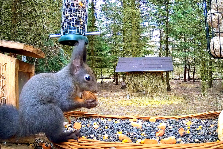 squirrel at makov animal rescue