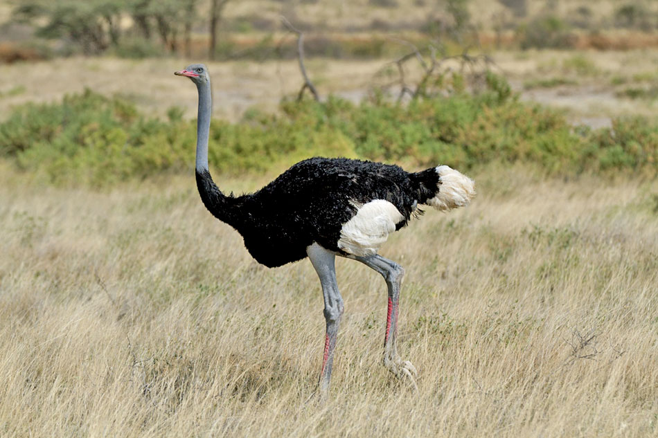 male ostrich