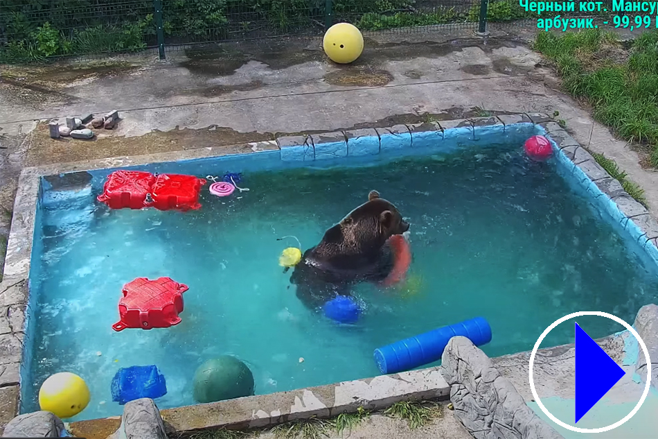 mansur a rescued bear in russia