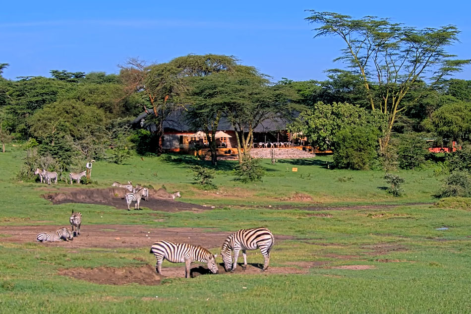 zebras at mara bushtops lodge