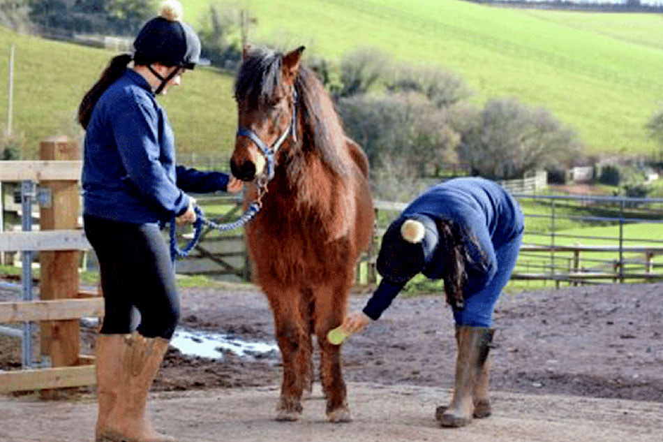 mare and foal sanctuary