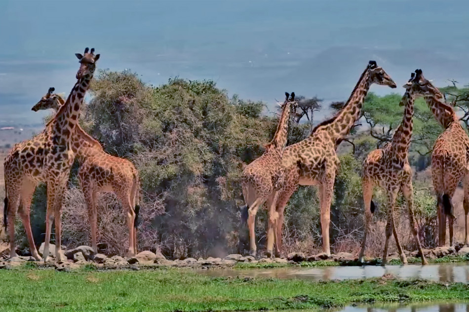 masai giraffes in kenya