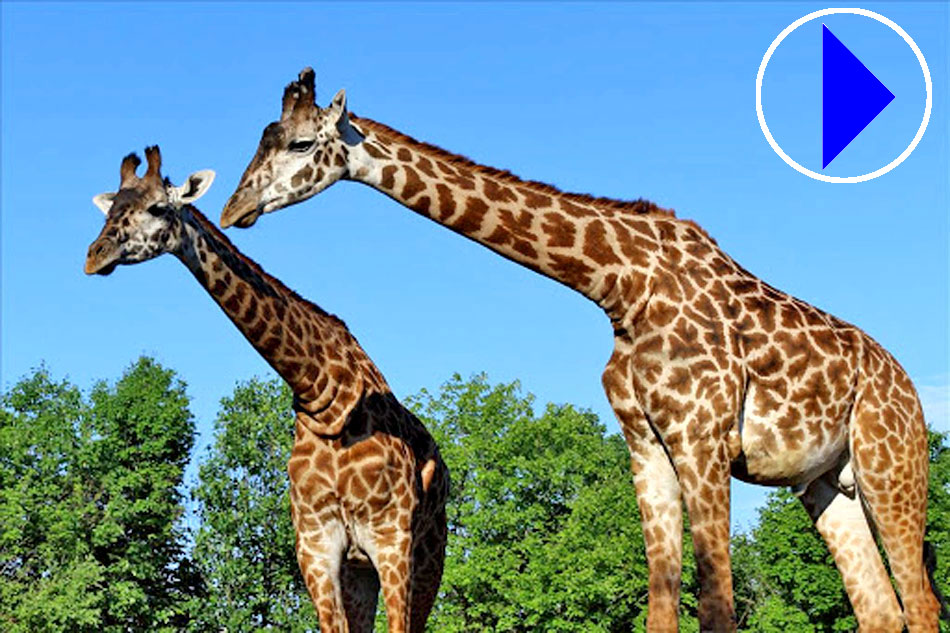 Maasai Giraffes at the San Diego Zoo