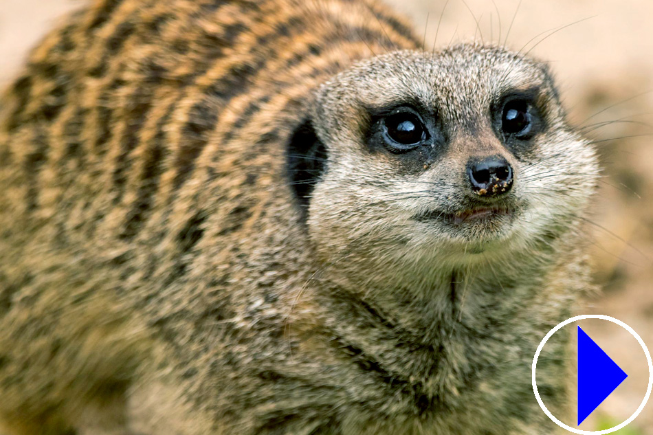 meerkats face
