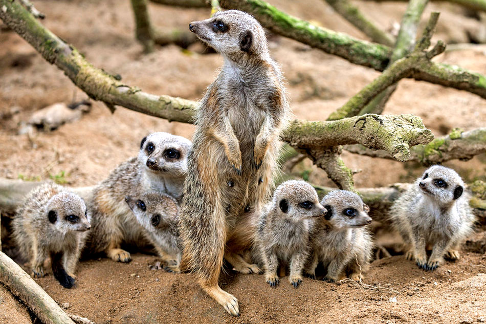 meerkat family 