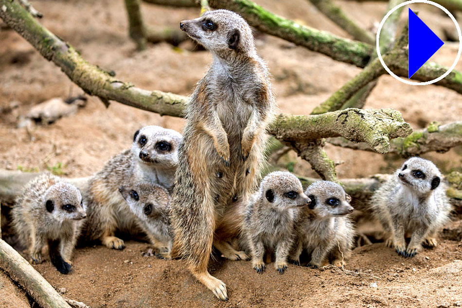 family of meerkats