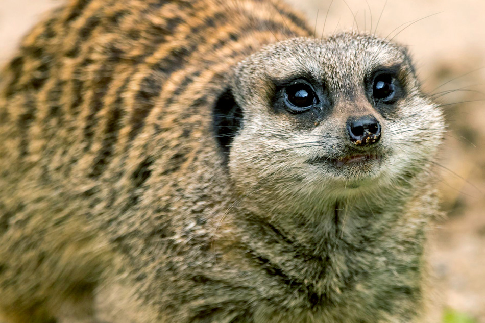meerkats face 