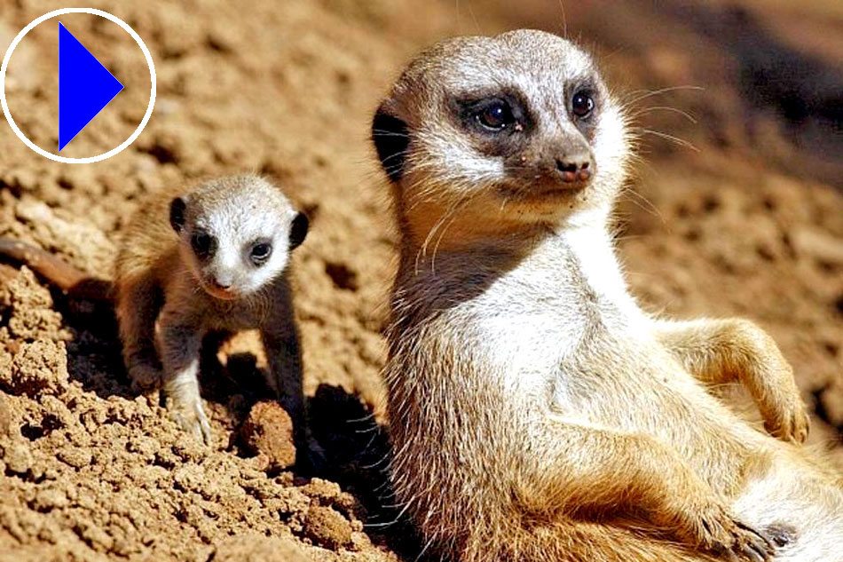 Live Webcam | Meerkats | Chattanooga Zoo