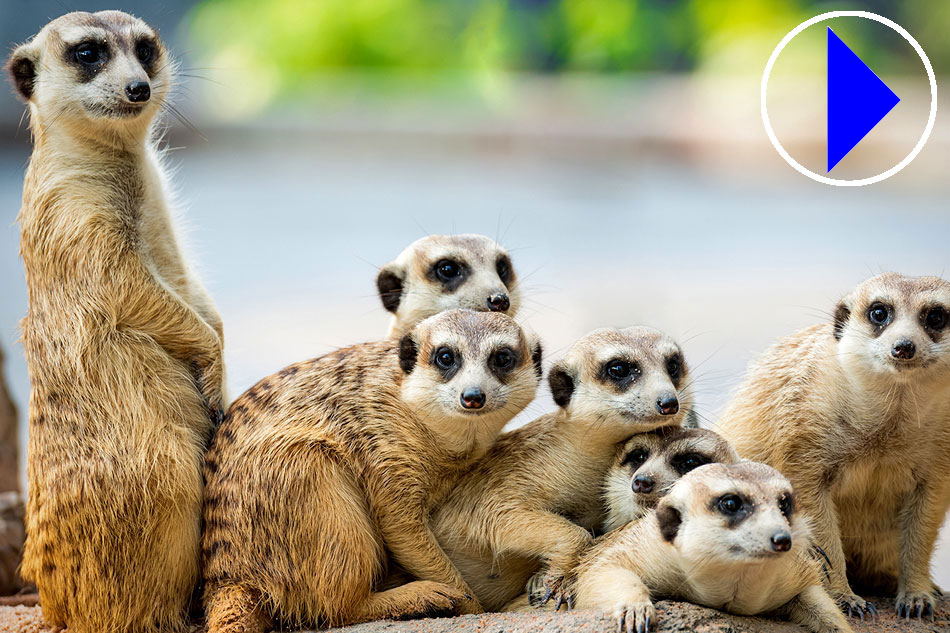 Three meerkats