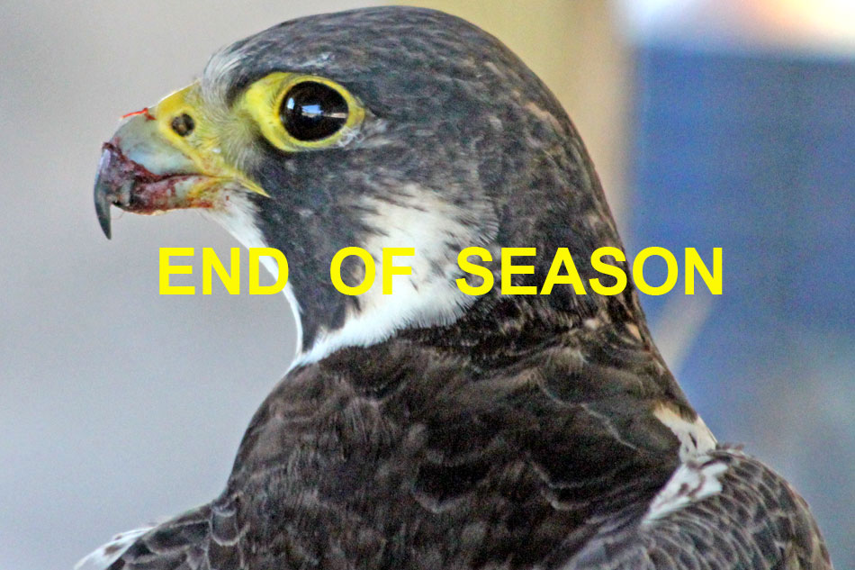 Live Streaming cam Peregrine Falcons Jeferson County Kentucky