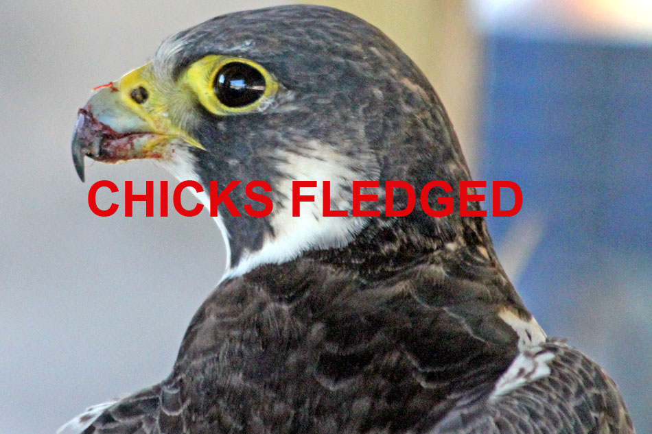 Peregrine Falcon