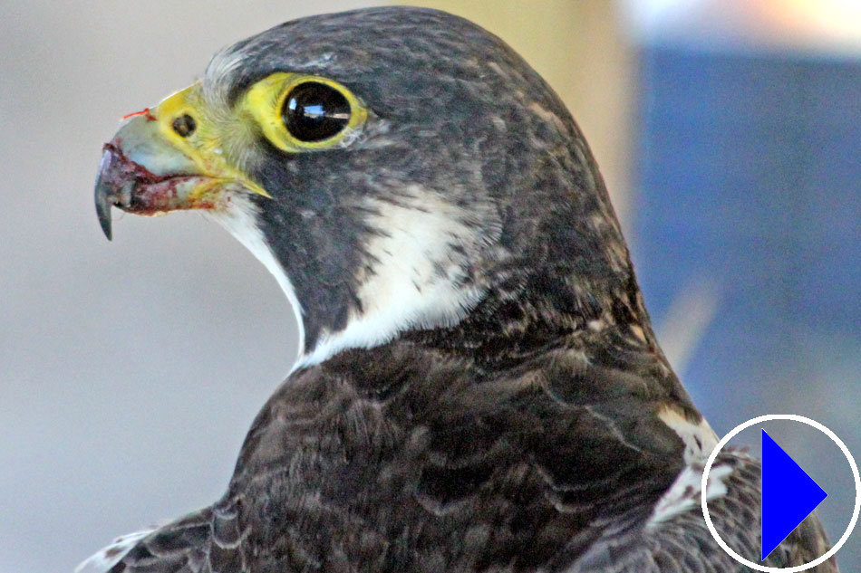 peregrine falcon head