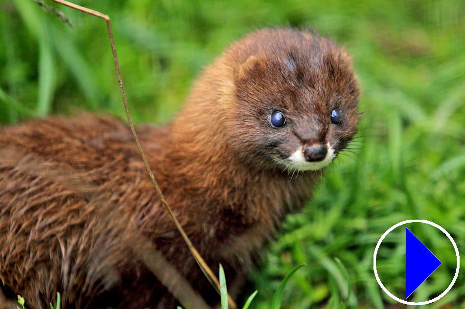 Europeam Mink