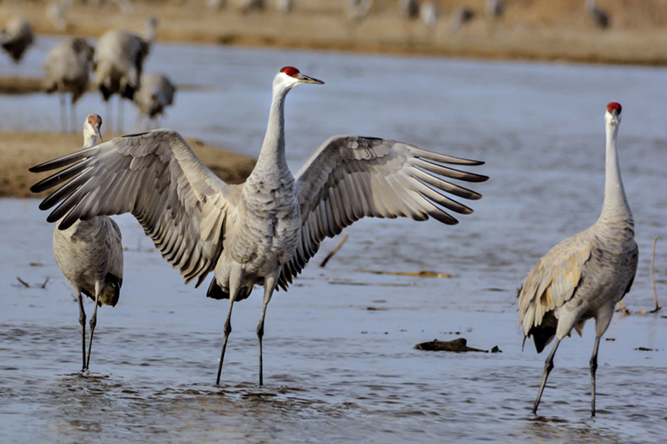 sandhill crane