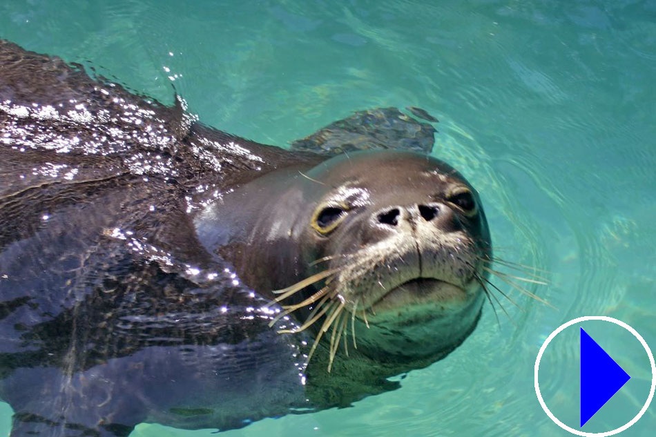 hawaiian monk seal head