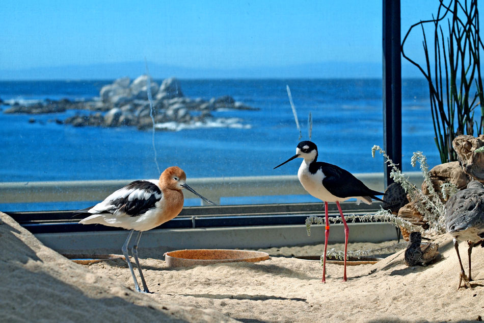 Aviary at Monter Bay Aquarium