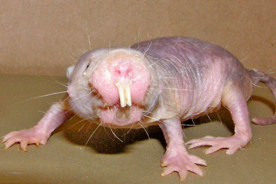 Naked Mole Rat