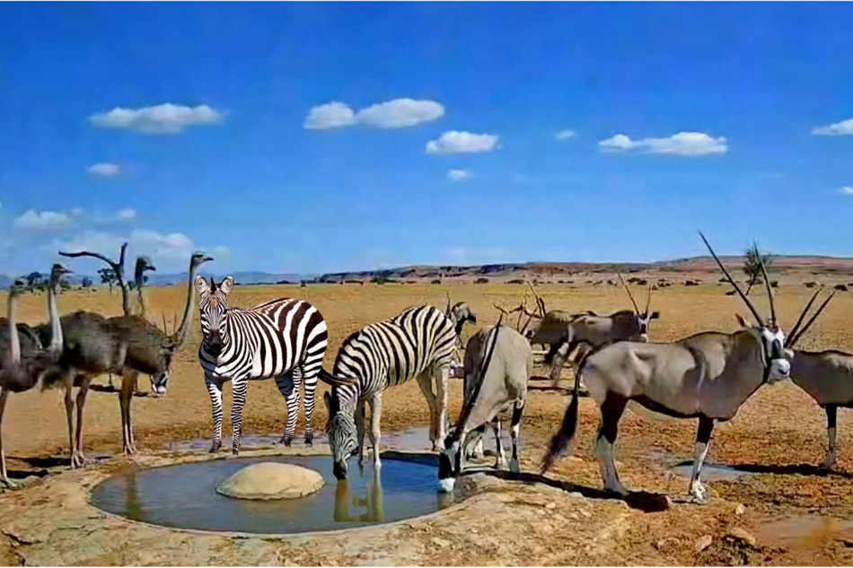 namibia wildlife at a waterhole