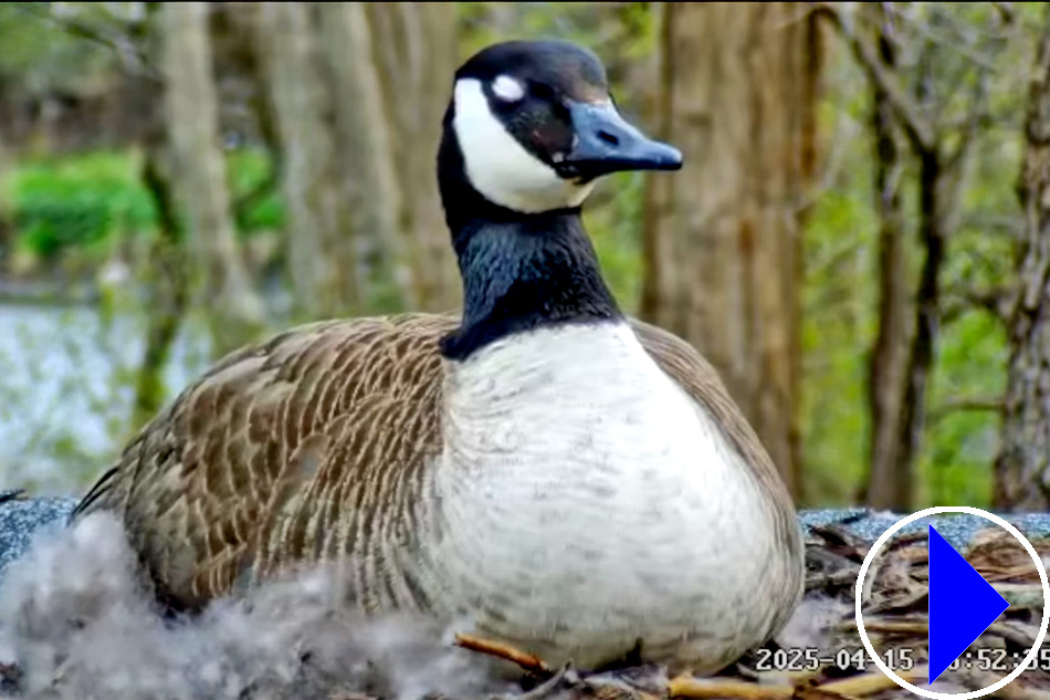 nesting canada goose