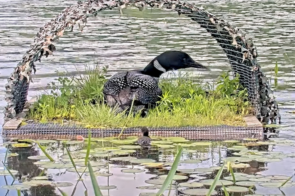 nesting loon in new hampshire
