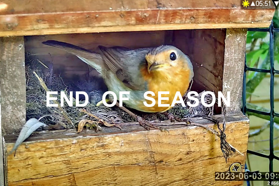 robin in a nest box
