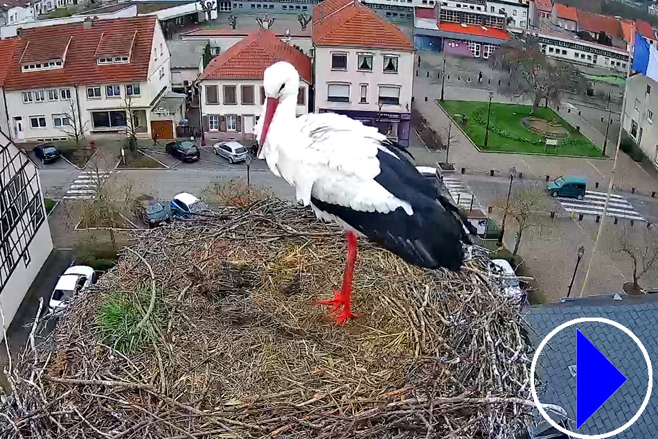 white stork in france