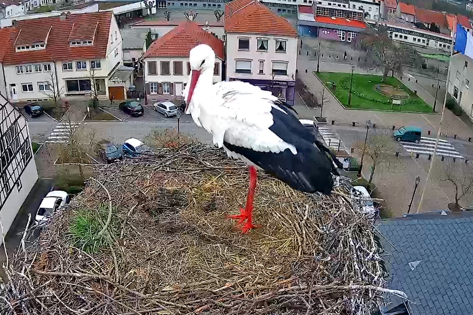 stork nest sarralbe france