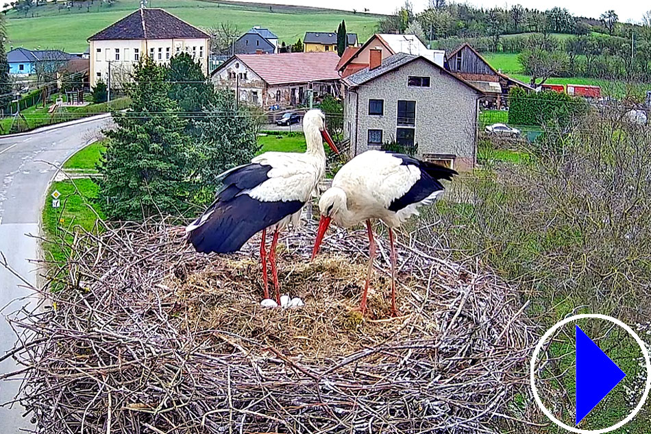 storks nesting in the czech republic