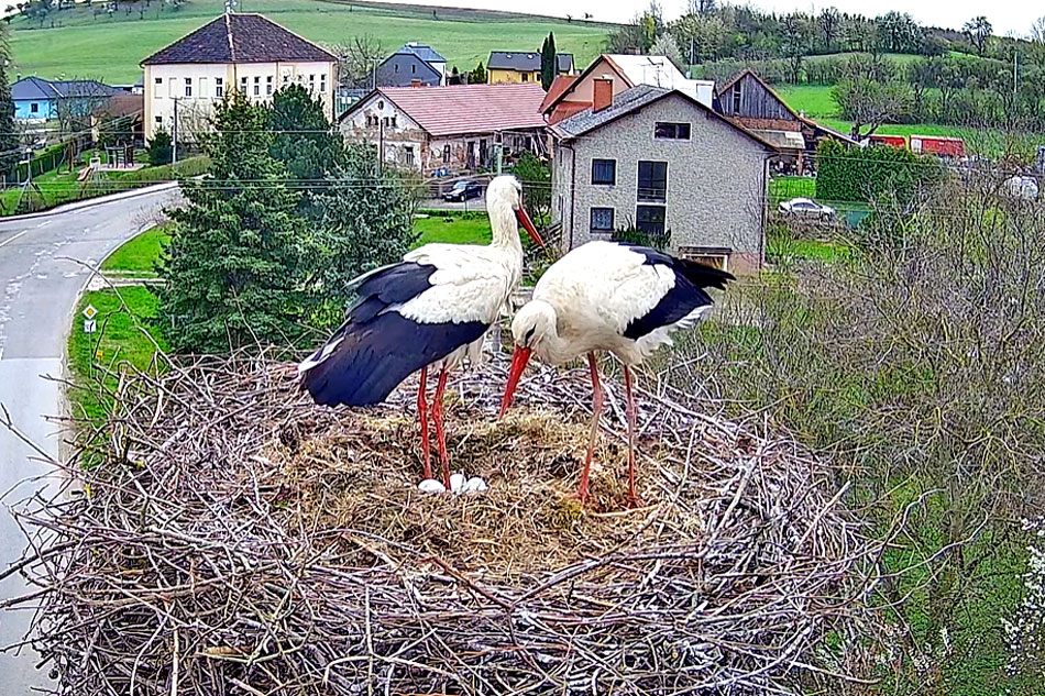 white storks in the czech republic