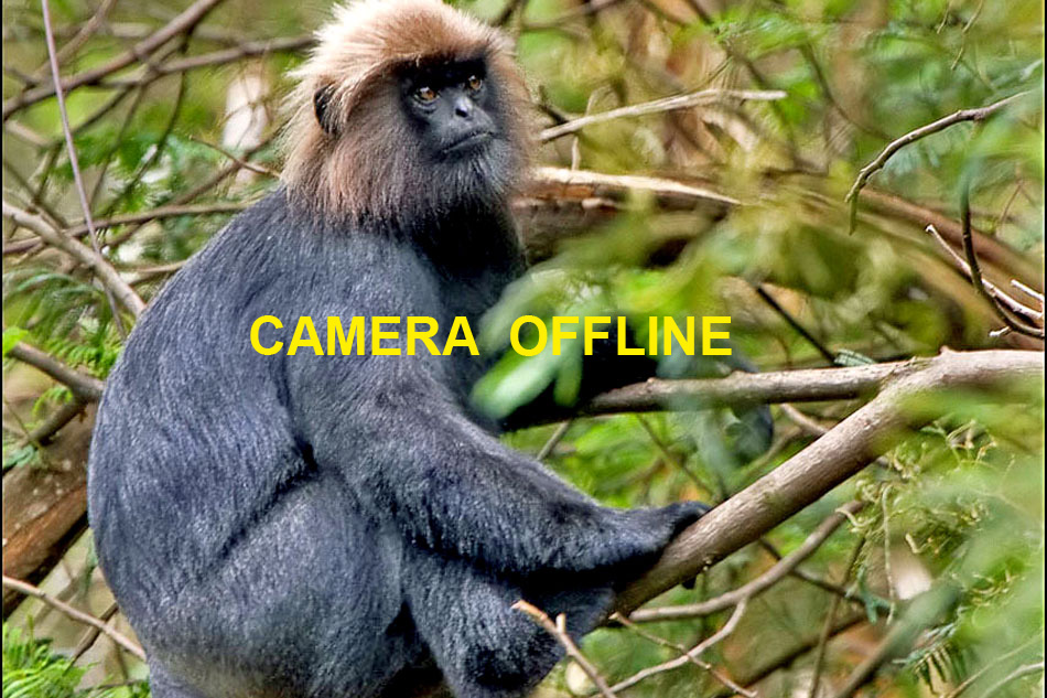 nilgiri langur