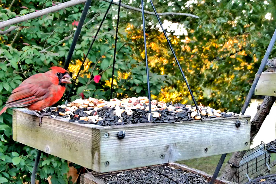 northern cardinal on bird feeder in alabama