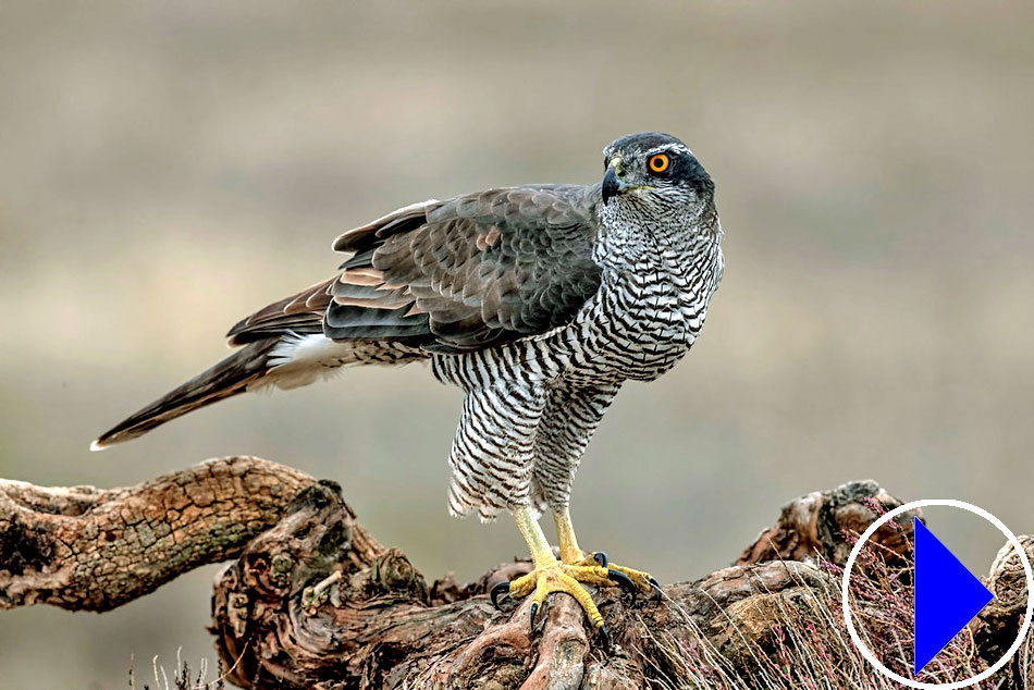 northern goshawk on a tree stump