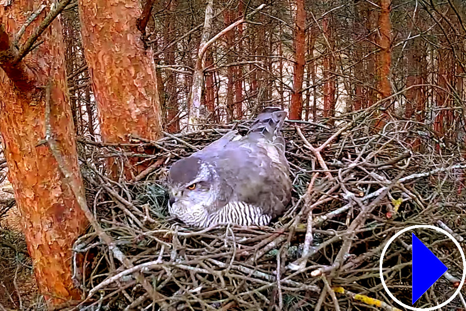 northern goshawk in estonia