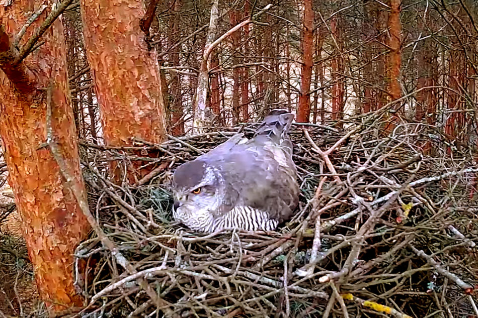 northern goshawk on its nest