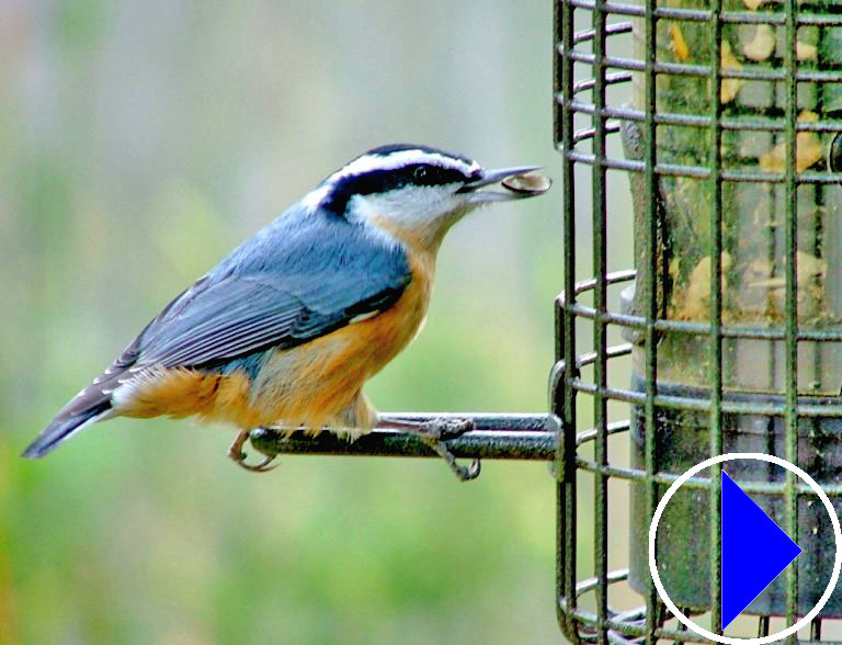 nuthatch