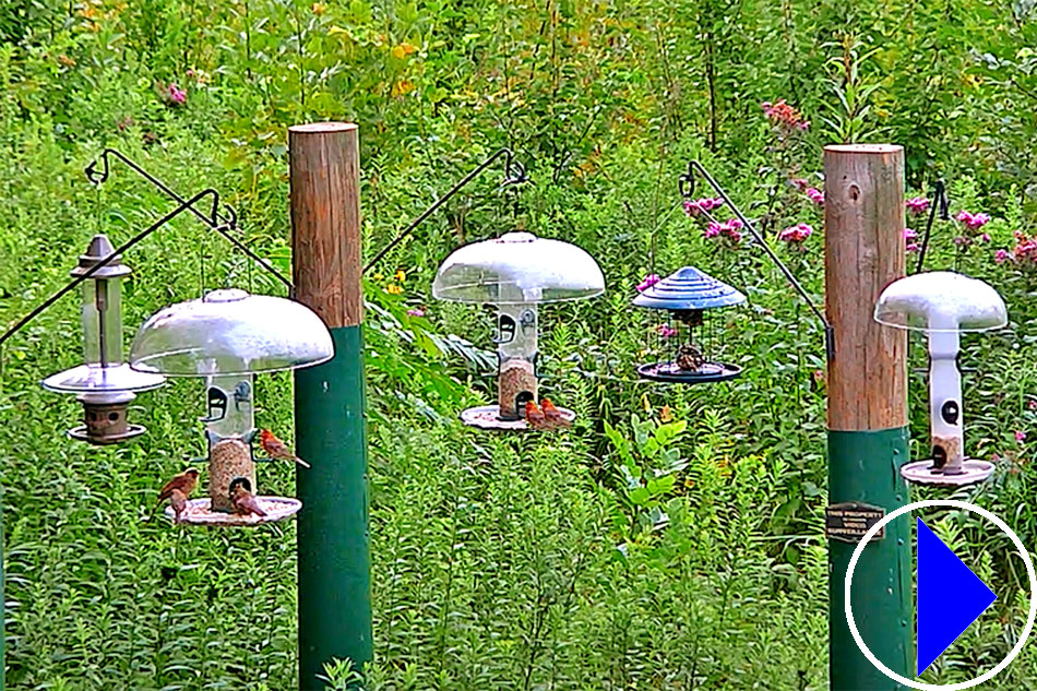 bird feeders in troy in ohio