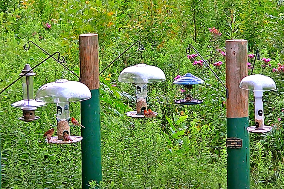 bird feeders in ohio
