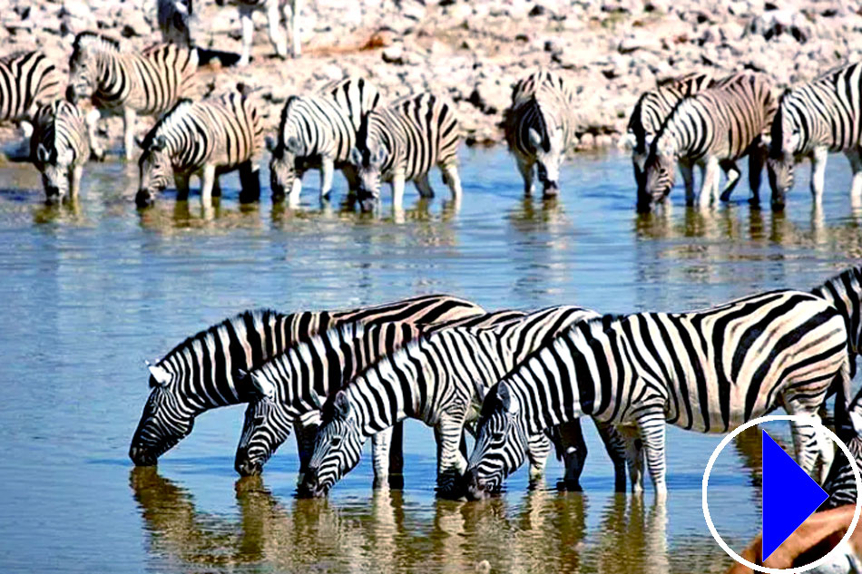 zebras drinking at a waterhole 