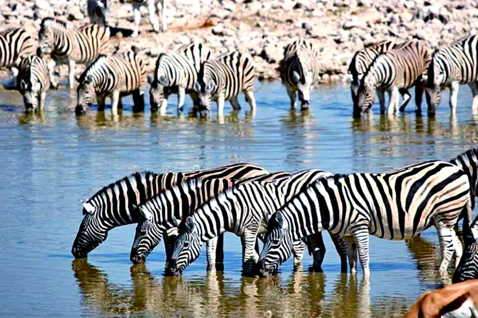 zebras drinking at a waterhole